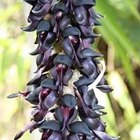 Illustration associated with Mucuna pruriens
